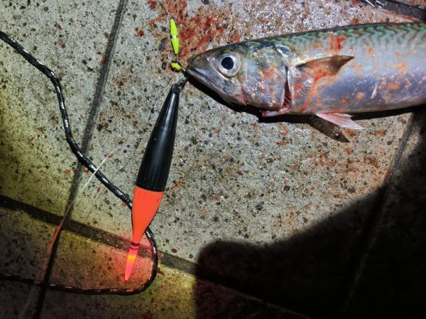 魚種豊富な六甲マリンパーク