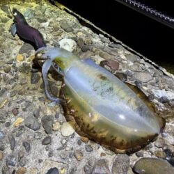 淡路島でエギング｜激流に餌木猿ノーマル対応で良型ゲット