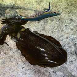 明石サーフでただ巻きエギング