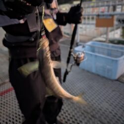 変わった魚も釣りました