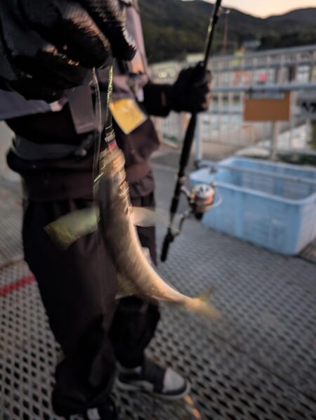 変わった魚も釣りました