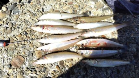 まずまず楽しめた