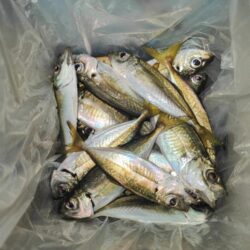 鯵狙いで