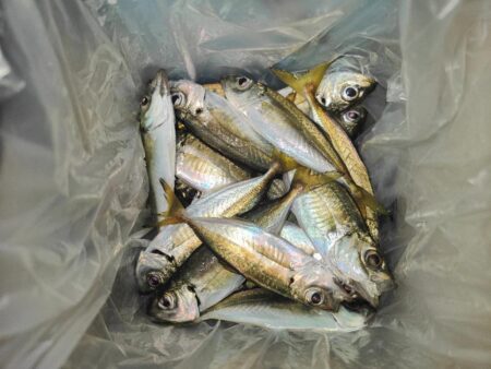 鯵狙いで