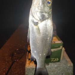 鯵狙い