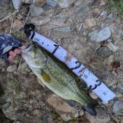 朝のちょい釣り