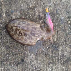 モンゴウイカ