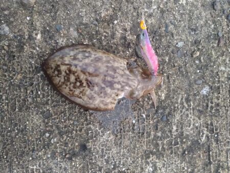 モンゴウイカ