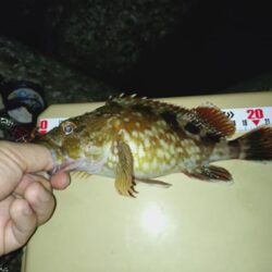 ロックフィッシュ釣行