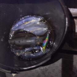 小潮爆風ティップラン