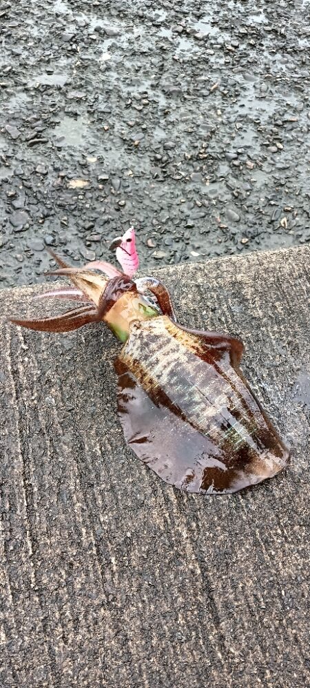 遠征釣行　2日目
