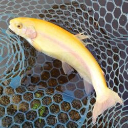 大物はみんな逃げていった ～平谷湖フィッシングスポット～