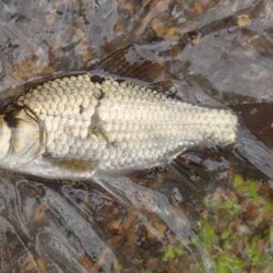 小鮒釣りに癒される