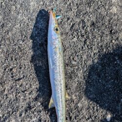 カマス釣り