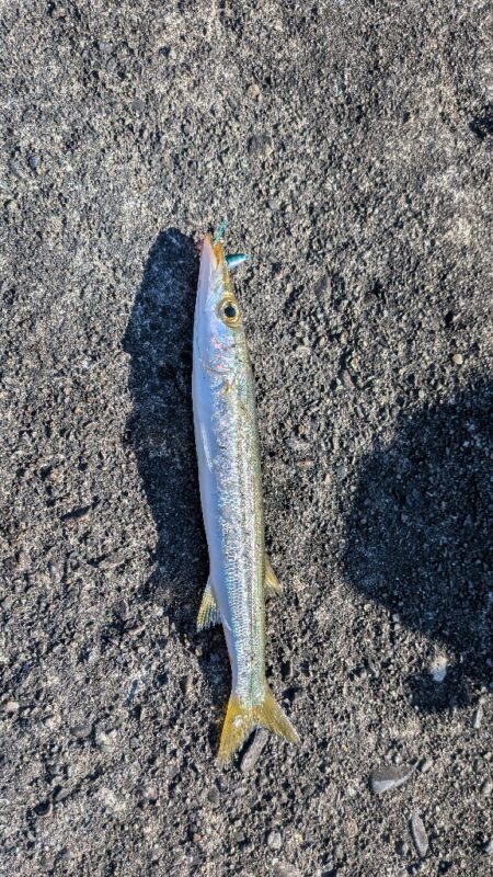 カマス釣り