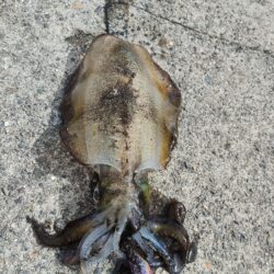 釣りデビュー🎣