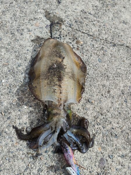 釣りデビュー🎣
