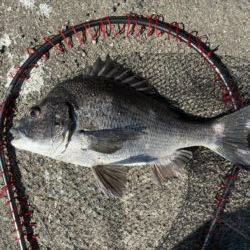 イチノ兄弟、釣果!