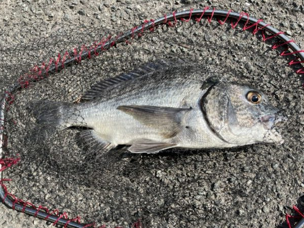 イチノ兄弟、釣果！