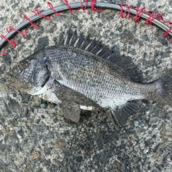 イチノ兄弟、釣果！