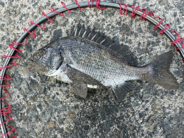 イチノ兄弟、釣果！