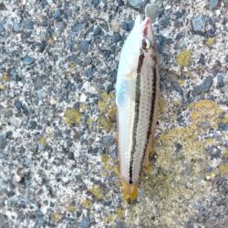 五目釣り、まだまだ小さかったカワハギ