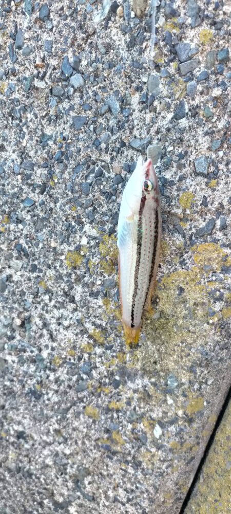 五目釣り、まだまだ小さかったカワハギ