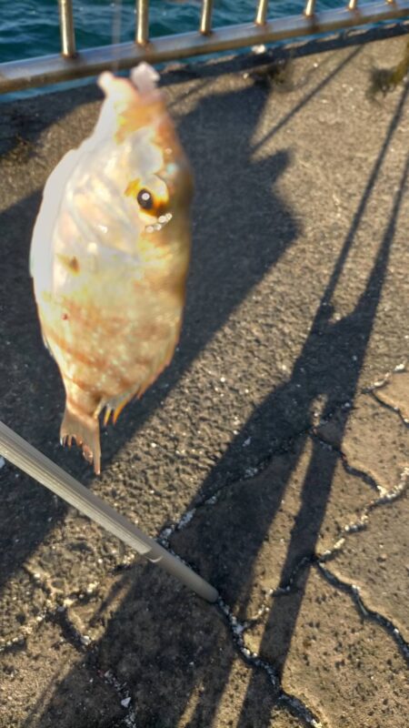 大量の?ラインカッターに仕掛けを切られまくる