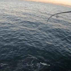 やっと釣れた