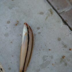 カワハギ釣り