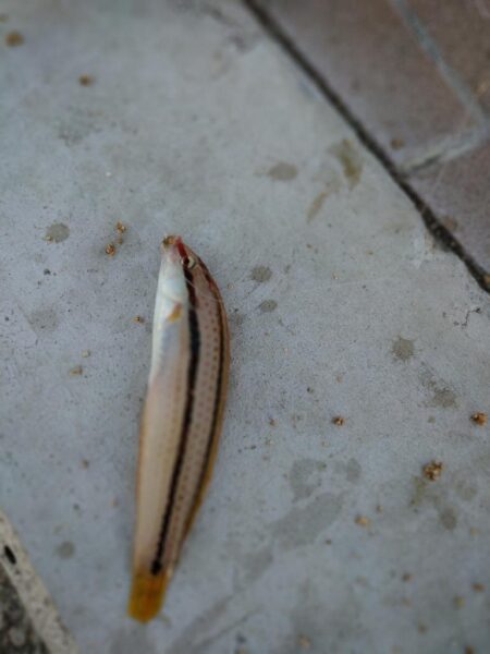 カワハギ釣り