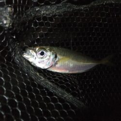 やっとアジ戻ってきました