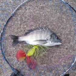 チヌ落とし込み釣り　真チヌ３枚