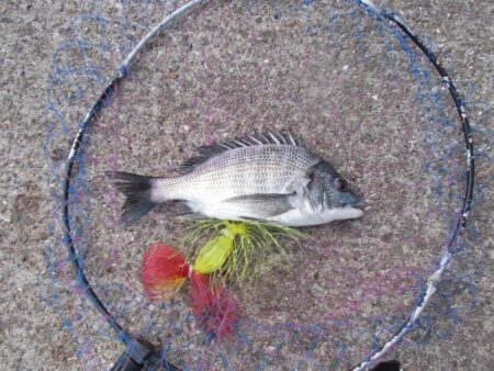 チヌ落とし込み釣り　真チヌ３枚