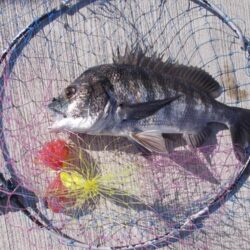 落とし込み釣りで真チヌ　４枚