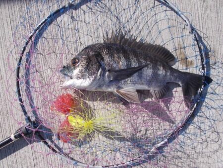 落とし込み釣りで真チヌ　４枚