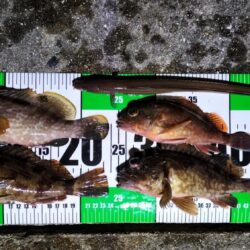 ぶっこみ釣りでチヌの年無し、他