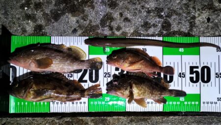 ぶっこみ釣りでチヌの年無し、他