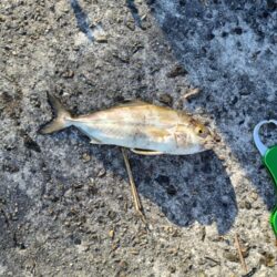 今年初めての太刀魚