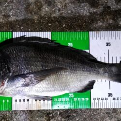 淡路島でぶっこみ釣り好調！