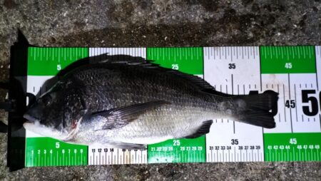 淡路島でぶっこみ釣り好調！