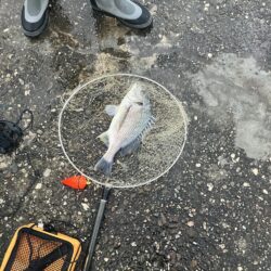 チヌ