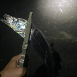 またタチウオ釣行
