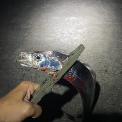 タチウオ釣行