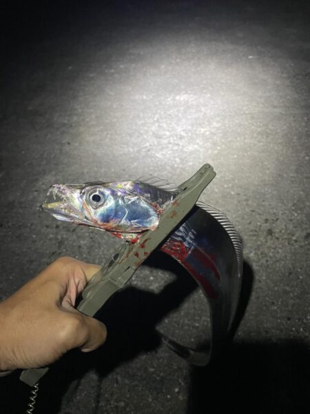 タチウオ釣行