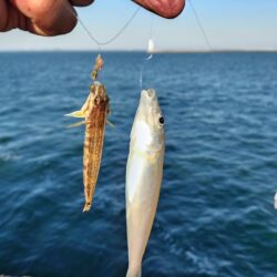 播磨新島のキス釣査７