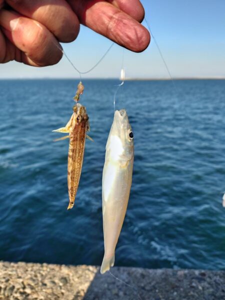 播磨新島のキス釣査７