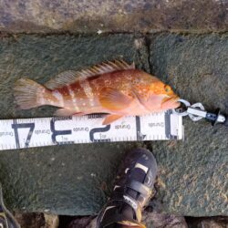 久々おかっぱりで釣れた。しかも良型の高級魚