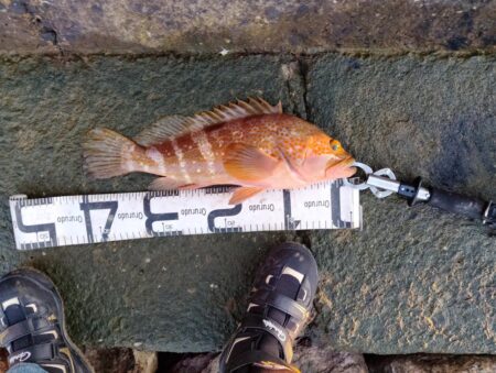 久々おかっぱりで釣れた。しかも良型の高級魚…
