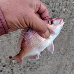 播磨新島のキス釣査８.